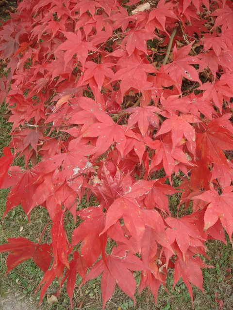 Acer palmatum 'Osakazuki' feuille automne